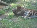 Zoo Cottbus 050